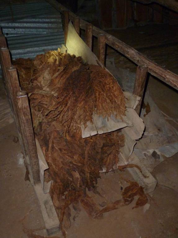 Processo de secagem e prensagem de folhas de tabaco, em Pinar del Rio, no oeste de Cuba Processo de secagem e prensagem de folhas de tabaco, em Pinar del Rio, no oeste de Cuba