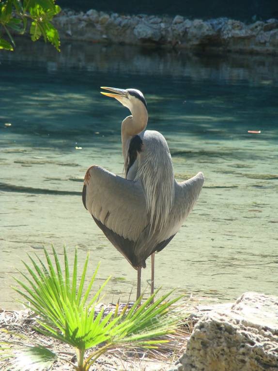 Pássaro vistoso no cercado dos jacarés Pássaro vistoso no cercado dos jacarés