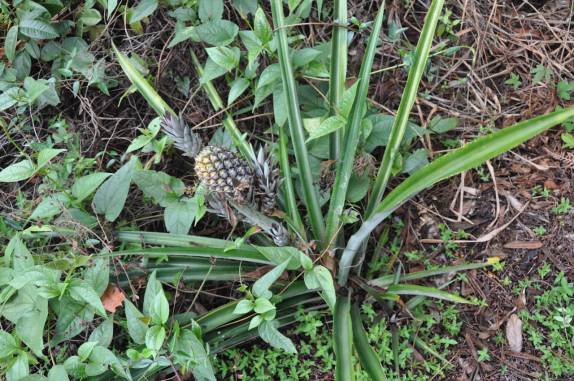 Pé de abacaxi, na trilha para a Cachoeira da Fumacinha, região de Ibicoara, na Chapada Diamantina - BA