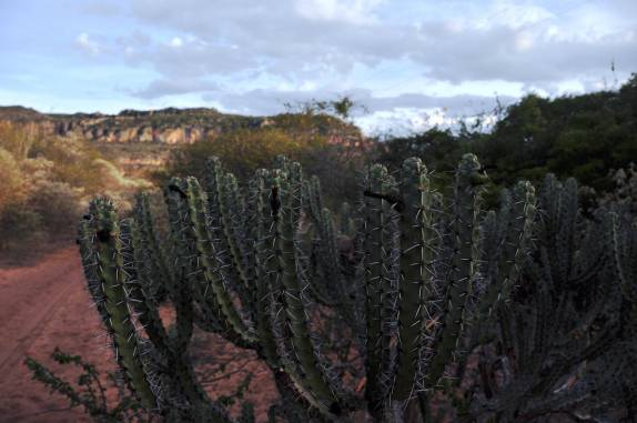 Pé de Caixacobri, espécie endêmica da Serra do Catimbau, próximo à Buique - PE Pé de Caixacobri, espécie endêmica da Serra do Catimbau, próximo à Buique - PE