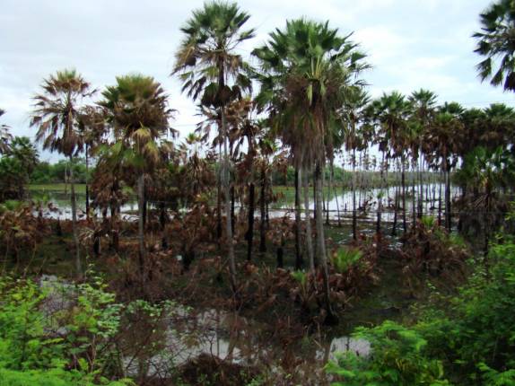 Pés de Carnaúba, muito comuns na região de fronteira entre o Rio Grande do Norte e o Ceará Pés de Carnaúba, muito comuns na região de fronteira entre o Rio Grande do Norte e o Ceará
