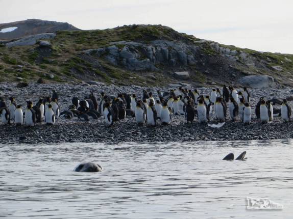 Remando ao lado de um elefante-marinho e a praia repleta de pinguins em Gold Harbour, na Geórgia do Sul Remando ao lado de um elefante-marinho e a praia repleta de pinguins em Gold Harbour, na Geórgia do Sul