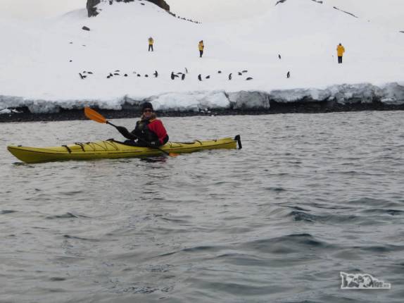 Remando ao lado de uma encosta gelada cheia de pinguins chinstrap, em Half Moon Island, na Antártida Remando ao lado de uma encosta gelada cheia de pinguins chinstrap, em Half Moon Island, na Antártida