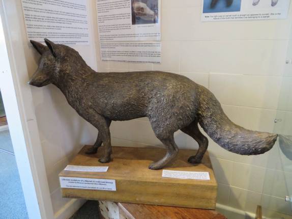 Representação do extinto Warrah, ou Falkland Wolv, no museu histórico de Port Stanley, a capital de Falkland