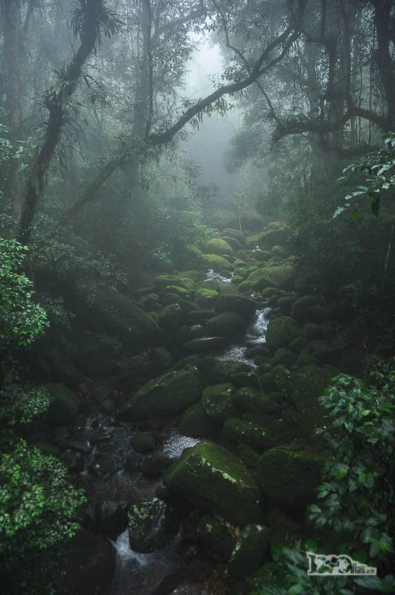 Floresta mágica com rio e plantas