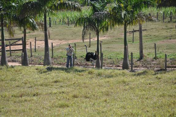 Rodrigo fotografando o avestruz na fazenda em Perdões - MG Rodrigo fotografando o avestruz na fazenda em Perdões - MG