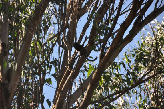 Sagui em plena cidade da Serra do Cipó - MG Sagui em plena cidade da Serra do Cipó - MG