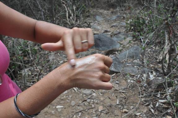 Seiva cicatrizante do Pinhão Bravo, em passeio na caatinga na região de Cabaceiras - PB Seiva cicatrizante do Pinhão Bravo, em passeio na caatinga na região de Cabaceiras - PB