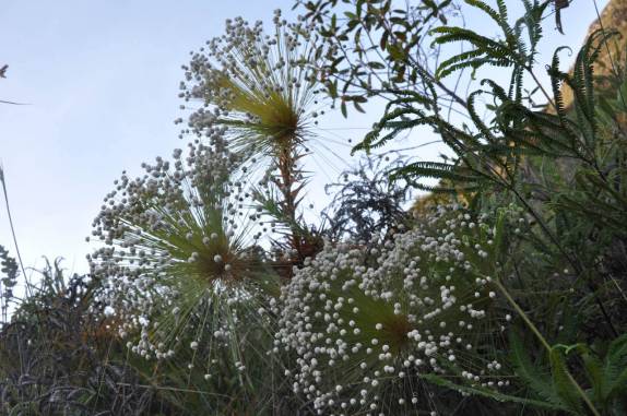 Sempre-Vivas, no Parque Nacional da Serra do Cipó - MG Sempre-Vivas, no Parque Nacional da Serra do Cipó - MG