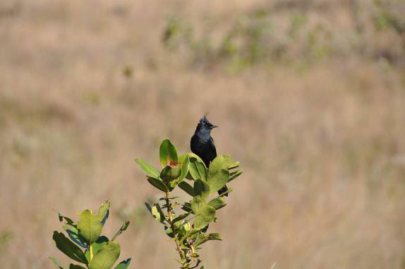 Seria o famoso Anúbis Negro?