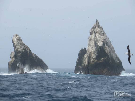 Shag Rocks,enormes rochedos lotados de pássaros entre Falkland e Geórgia do Sul Shag Rocks,enormes rochedos lotados de pássaros entre Falkland e Geórgia do Sul