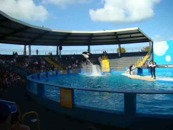 Show da orca Show da orca