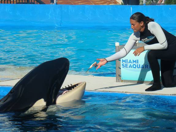 Show da orca Show da orca