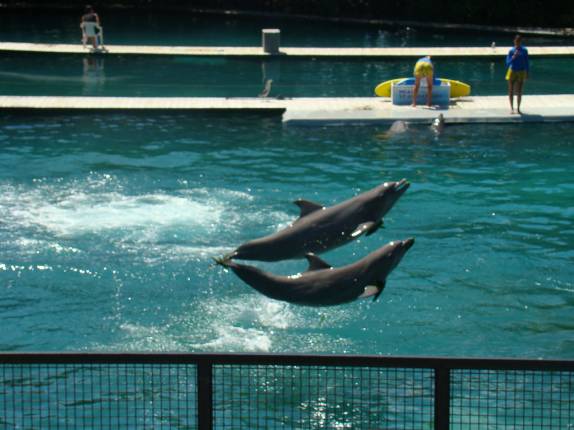 Show de golfinhos Show de golfinhos