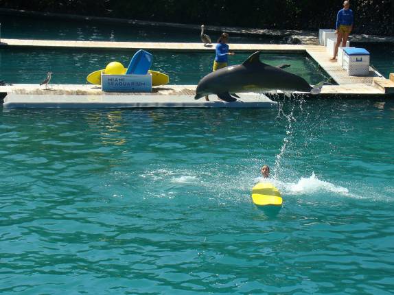 Show de golfinhos Show de golfinhos