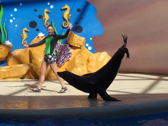 Show dos leões marinhos Show dos leões marinhos