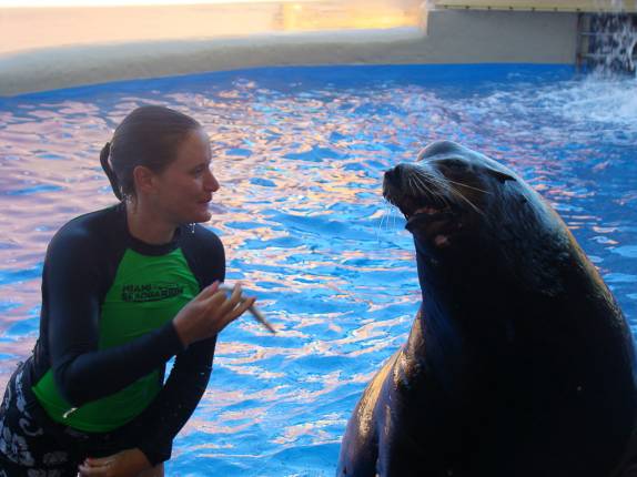 Show dos leões marinhos Show dos leões marinhos