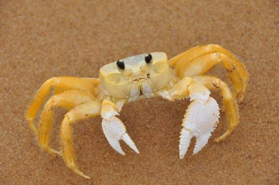 Siri na longa praia entre Itaúnas - ES e a Bahia