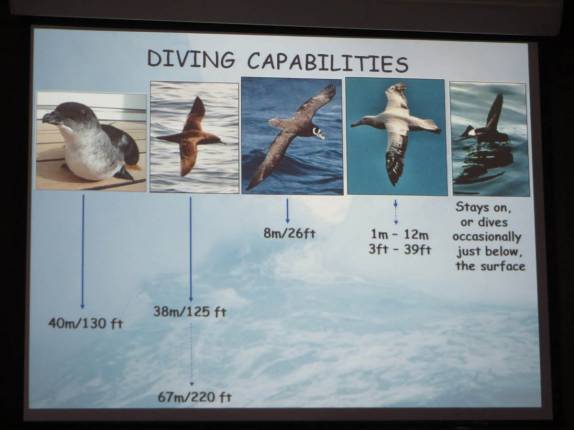 Slide informativo na palestra sobre pássaros do Atlântico Sul, no trecho entre Buenos Aires e as Ilhas Malvinas Slide informativo na palestra sobre pássaros do Atlântico Sul, no trecho entre Buenos Aires e as Ilhas Malvinas