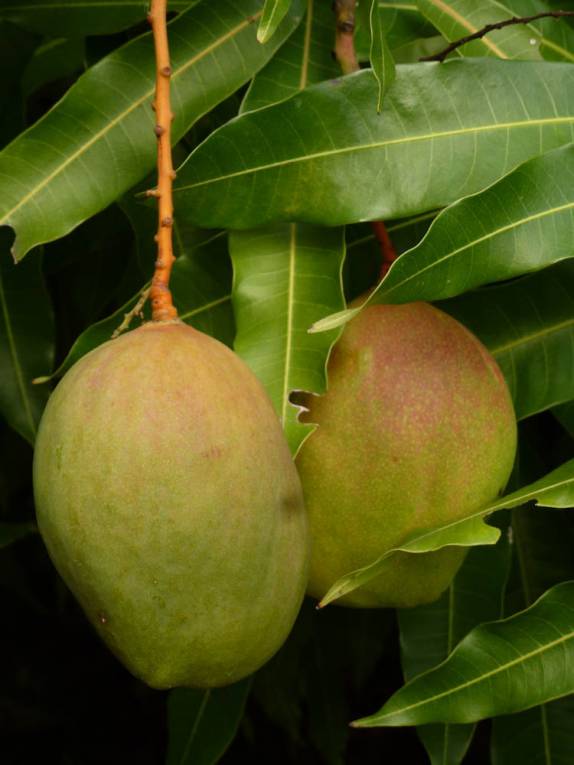 Suculentas frutas-pão, no resort Jalousy, em Soufriere, no sul de Santa Lúcia