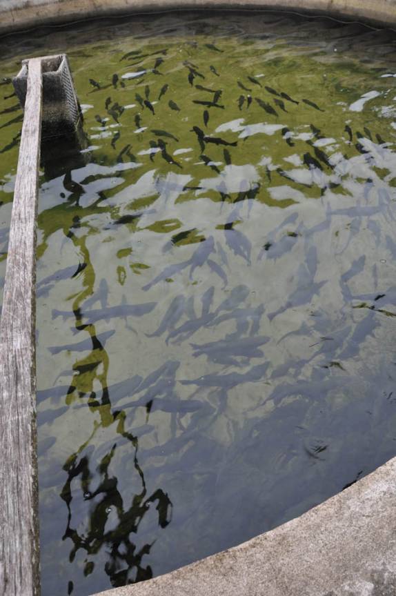 Tanque de trutas na Tecnotruta, em Ibitirama - ES