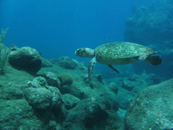Tartaruga durante mergulho em Babylon, na costa de Saba - Caribe