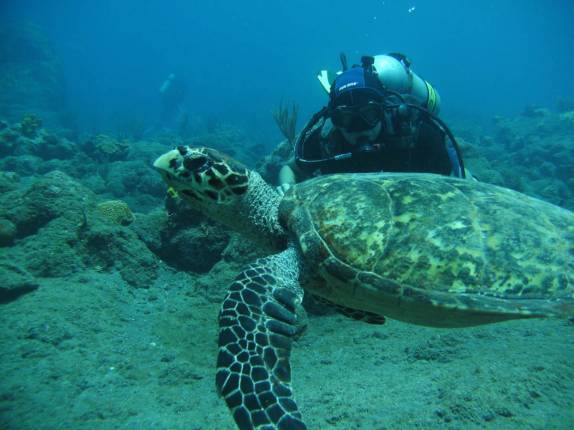 Tartaruga durante mergulho em Babylon, na costa de Saba - Caribe
