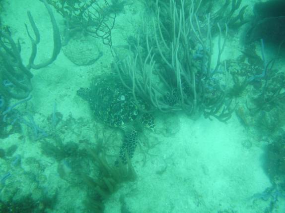 Tartaruga em meio a algas em mergulho em Speyside - Tobago Tartaruga em meio a algas em mergulho em Speyside - Tobago