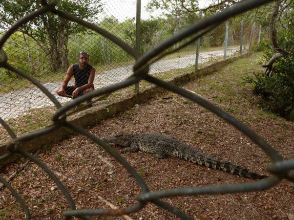 Tentando interagir com jacarés na Isla de la Juventud, em Cuba Tentando interagir com jacarés na Isla de la Juventud, em Cuba