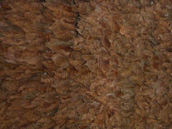 Teto repleto de folhas de tabaco, em Pinar del rio, no oeste de Cuba Teto repleto de folhas de tabaco, em Pinar del rio, no oeste de Cuba