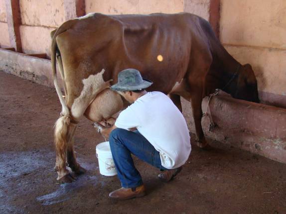 Tirando leite na fazenda em Ribeirão Preto - SP Tirando leite na fazenda em Ribeirão Preto - SP