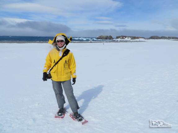Trekking com sapatos para neve em Turret Point, em King George Island, na Antártida Trekking com sapatos para neve em Turret Point, em King George Island, na Antártida
