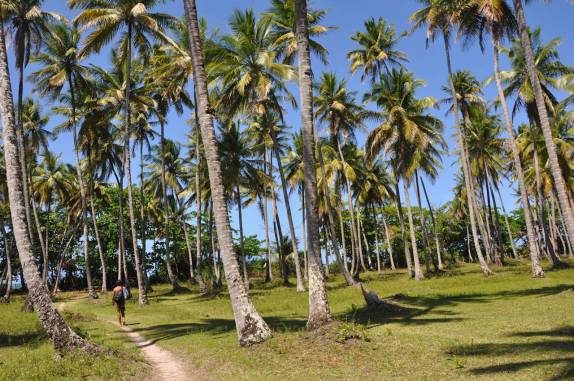Trilha em coqueiral entre a Cueira e Moreré, na Ilha de Boipeba - BA