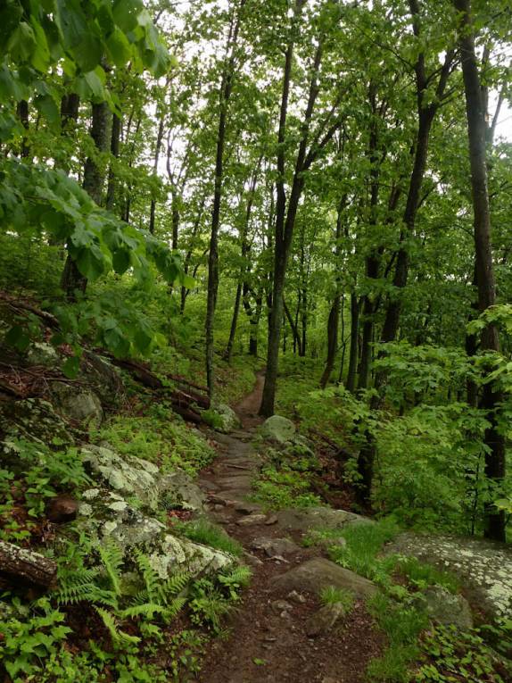 Trilha no Shennandoah National Park, na Virginia, nos Estados Unidos Trilha no Shennandoah National Park, na Virginia, nos Estados Unidos