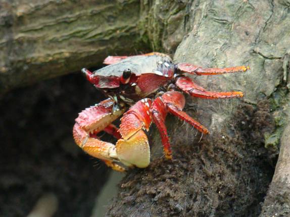 Típico habitante dos mangues Típico habitante dos mangues
