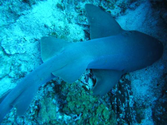Tubarão-lixa dormindo em Twilight Zone, na costa de Saba - Caribe