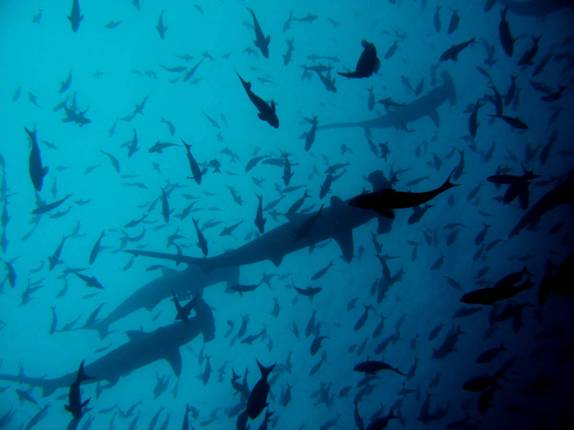 Tubarões-martelo atravessam cardume de peixes em mergulho na Isla Darwin, em Galápagos Tubarões-martelo atravessam cardume de peixes em mergulho na Isla Darwin, em Galápagos