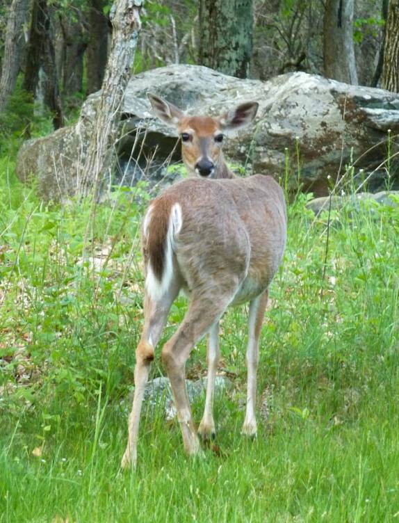 É comum encontrar veados no Shennandoah National Park, na Virginia, nos Estados Unidos