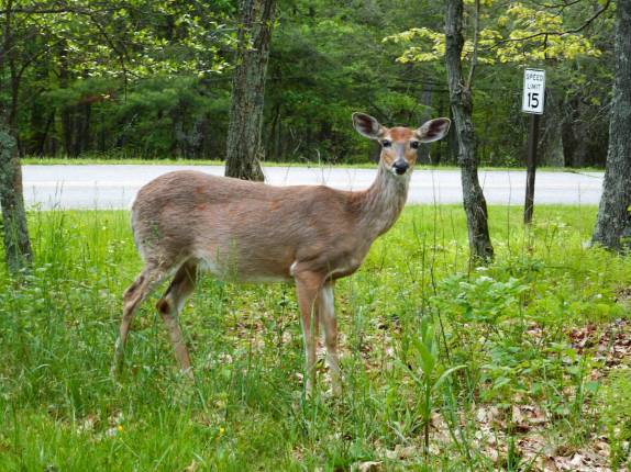 É comum encontrar veados no Shennandoah National Park, na Virginia, nos Estados Unidos