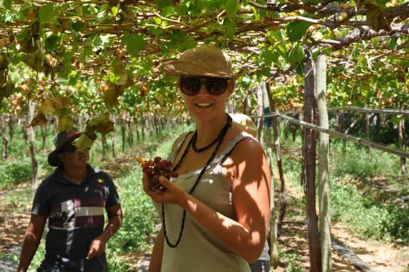 Últimos cachos de uva da temporada, na fazenda FruttiHall, em Petrolina - PE