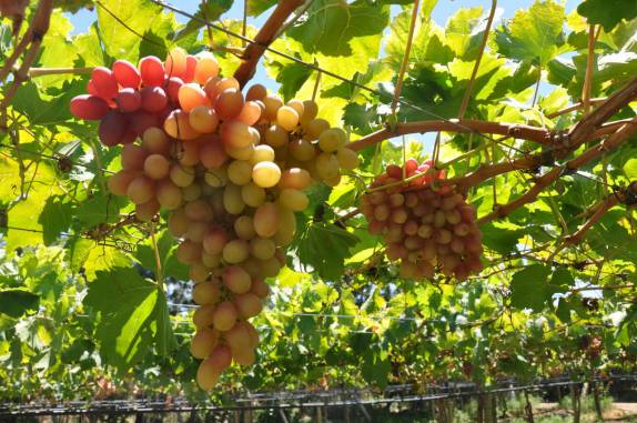 Últimos cachos de uva da temporada, na fazenda FruttiHall, em Petrolina - PE