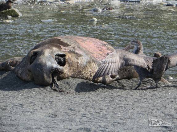 Um albatroz examina a carcassa de elefante-marinho na praia de Gold Harbour, na Geórgia do Sul