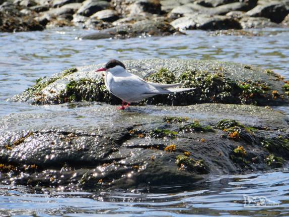 Um antartic tern nos observa no caiauqe em Ocean Harbour, na Geórgia do Sul Um antartic tern nos observa no caiauqe em Ocean Harbour, na Geórgia do Sul