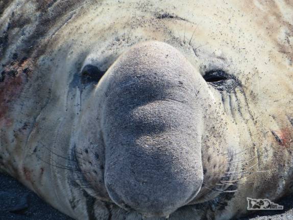 Um dos reis da praia de Gold Harbour, na Geórgia do Sul