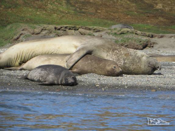 Um elefante-marinho abraça carinhosamente uma de suas fêmeas ena praia de Ocean Harbour, na Geórgia do Sul Um elefante-marinho abraça carinhosamente uma de suas fêmeas ena praia de Ocean Harbour, na Geórgia do Sul