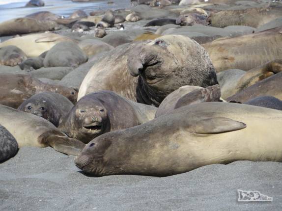 Um elefante-marinho em meio a seu harém na praia de Gold Harbour, na Geórgia do Sul