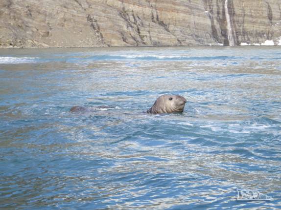 Um elefante-marinho nada em Gold Harbour, na Geórgia do Sul Um elefante-marinho nada em Gold Harbour, na Geórgia do Sul