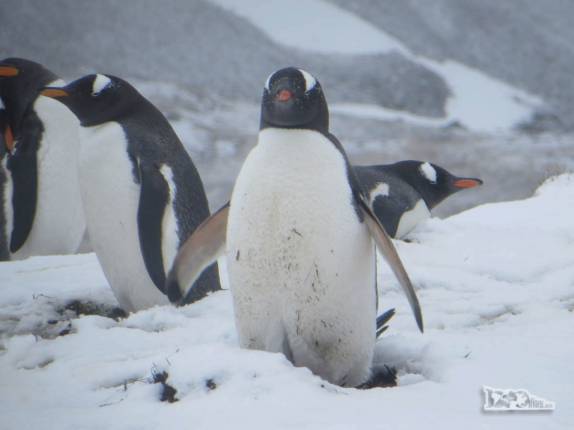 Um ´pinguim gentoo nos observa enquanto caminhamos para Stromness, na Geórgia do Sul Um ´pinguim gentoo nos observa enquanto caminhamos para Stromness, na Geórgia do Sul