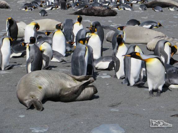 Um filhote de elefante-marinho interage com pinguins rei na praia de Gold Harbour, na Geórgia do Sul Um filhote de elefante-marinho interage com pinguins rei na praia de Gold Harbour, na Geórgia do Sul