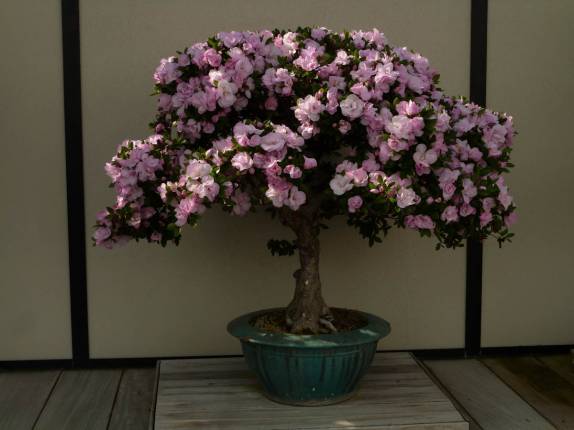 Um florido bonsai no Longwood Gardens, na Pennsylvania - Estados Unidos Um florido bonsai no Longwood Gardens, na Pennsylvania - Estados Unidos